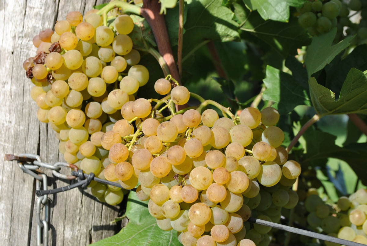 découvrez l'art de la culture de la vigne : techniques, conseils pratiques et secrets pour des raisins de qualité. plongez dans l'univers fascinant de la viticulture et apprenez à maîtriser chaque étape, du choix des cépages à la récolte.