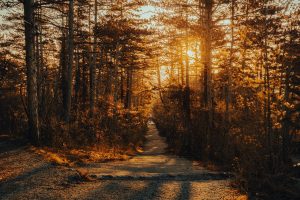 découvrez les nombreux bienfaits de la randonnée : amélioration de la santé physique, réduction du stress, renforcement des liens sociaux et connexion à la nature. explorez comment cette activité accessible à tous peut transformer votre bien-être.