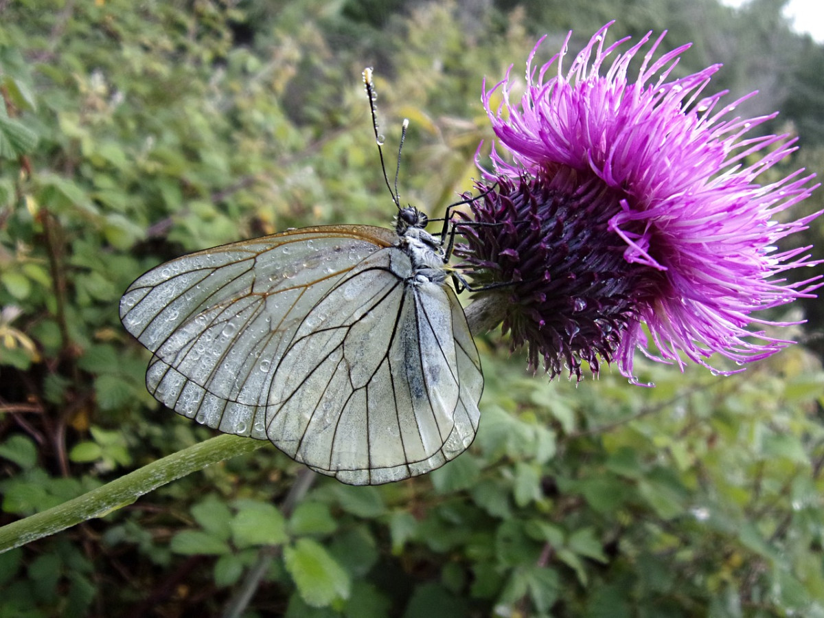 découvrez les cévennes, une région de france riche en paysages naturels époustouflants, en culture authentique et en activités en plein air. partez à l'aventure dans ses gorges profondes, ses vallées verdoyantes et ses villages pittoresques.