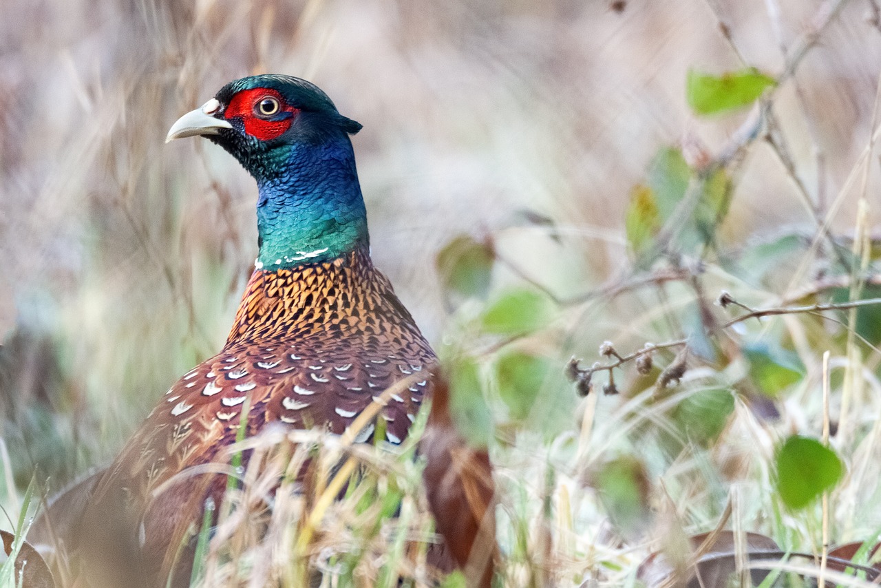 Les meilleurs conseils pour observer les oiseaux