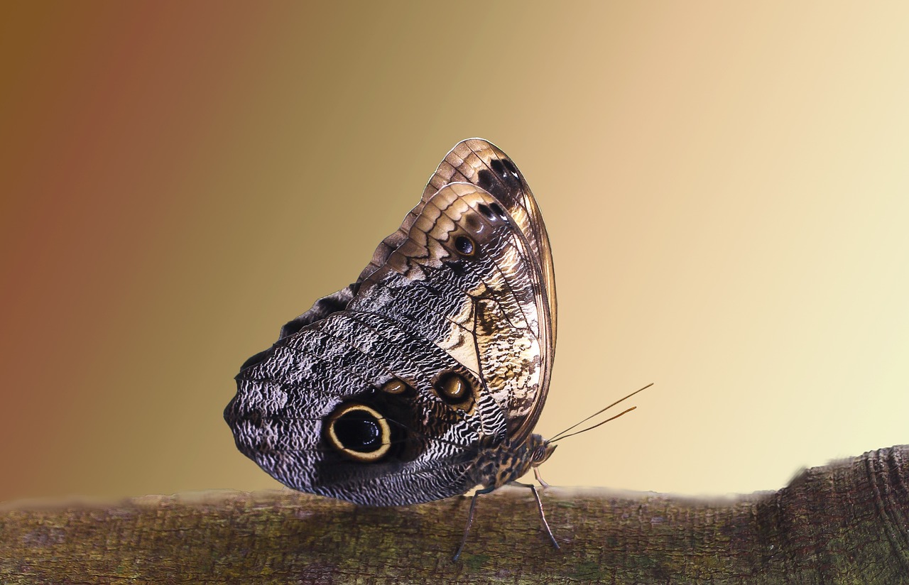 découvrez l'art de la photographie de paysage : techniques, conseils et inspirations pour capturer la beauté de la nature. explorez des paysages à couper le souffle et améliorez vos compétences en photographie.