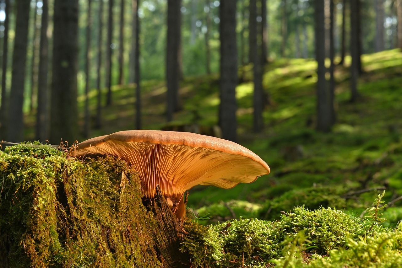 découvrez nos spécialités d'été, des recettes rafraîchissantes et des plats ensoleillés qui mettront en valeur les saveurs de la saison. éveillez vos papilles avec des ingrédients frais et des créations culinaires uniques, idéales pour vos repas estivaux.